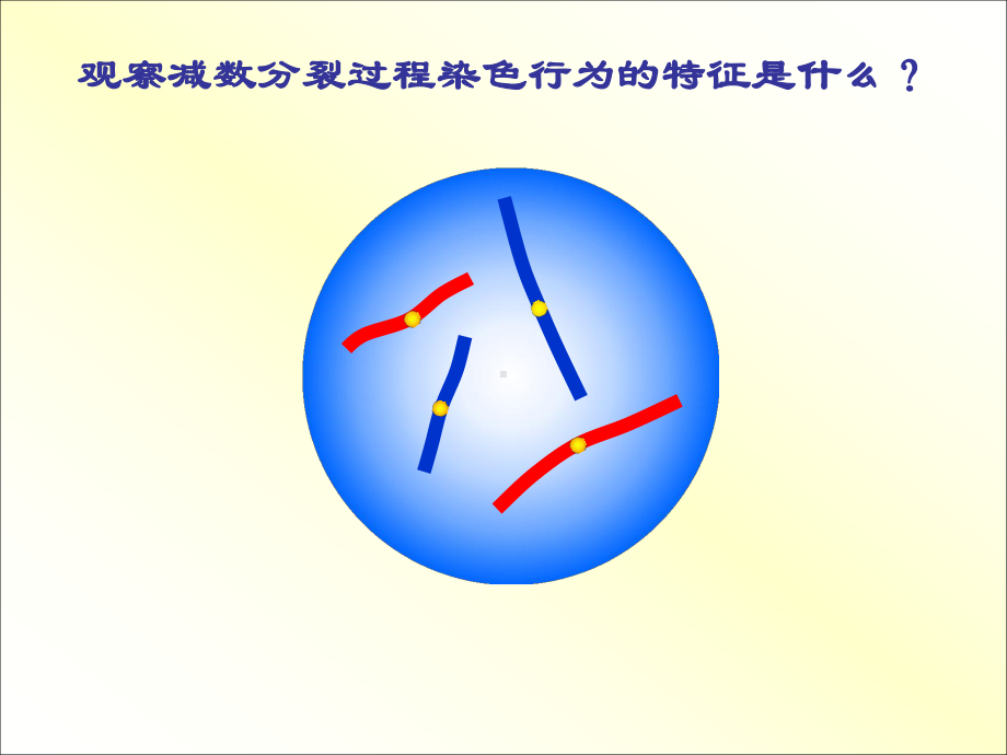 减数分裂过程动态图课件.ppt_第2页