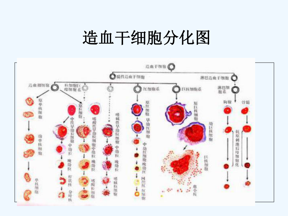 化疗后骨髓抑制的护理[可修改版ppt]课件.ppt_第3页