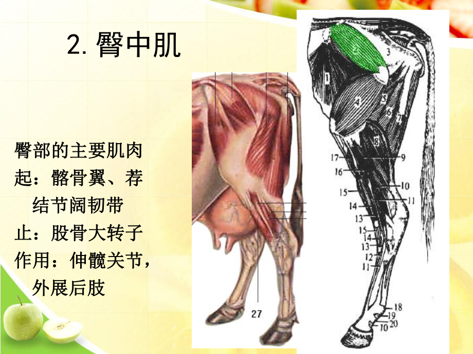 后肢躯干头部肌肉ppt课件.ppt_第3页