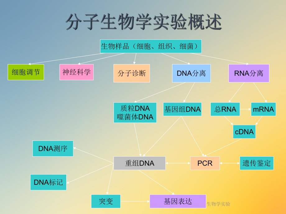 分子生物学实验课件.ppt_第2页