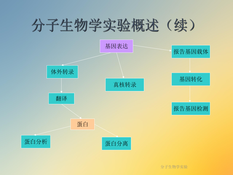 分子生物学实验课件.ppt_第3页