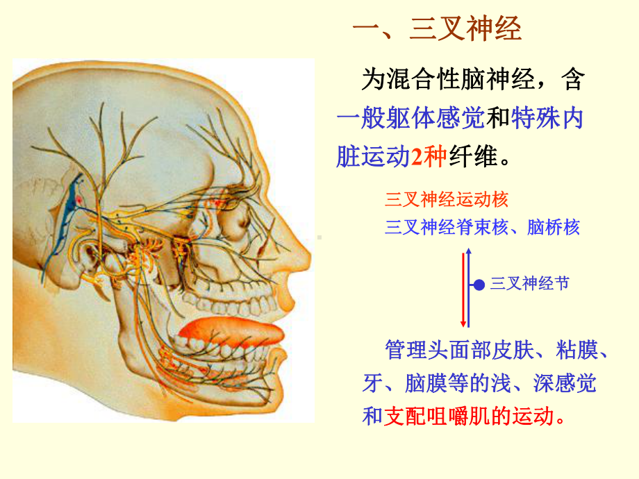 口腔局部解剖学课件：-口腔颌面颈部有关神经.ppt_第3页