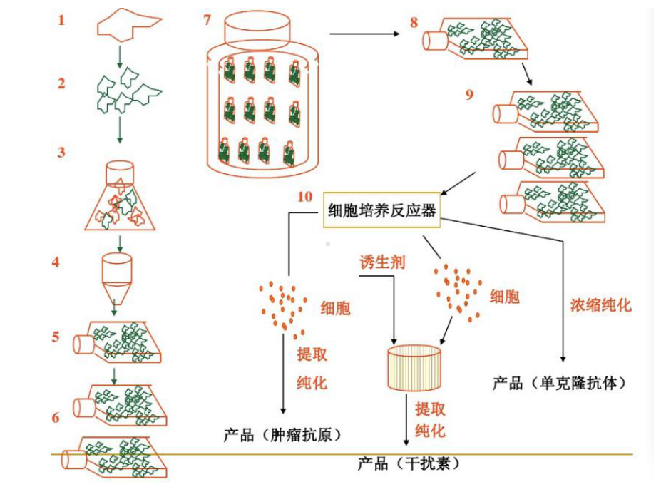 动物细胞培养制药工艺课件.ppt_第2页