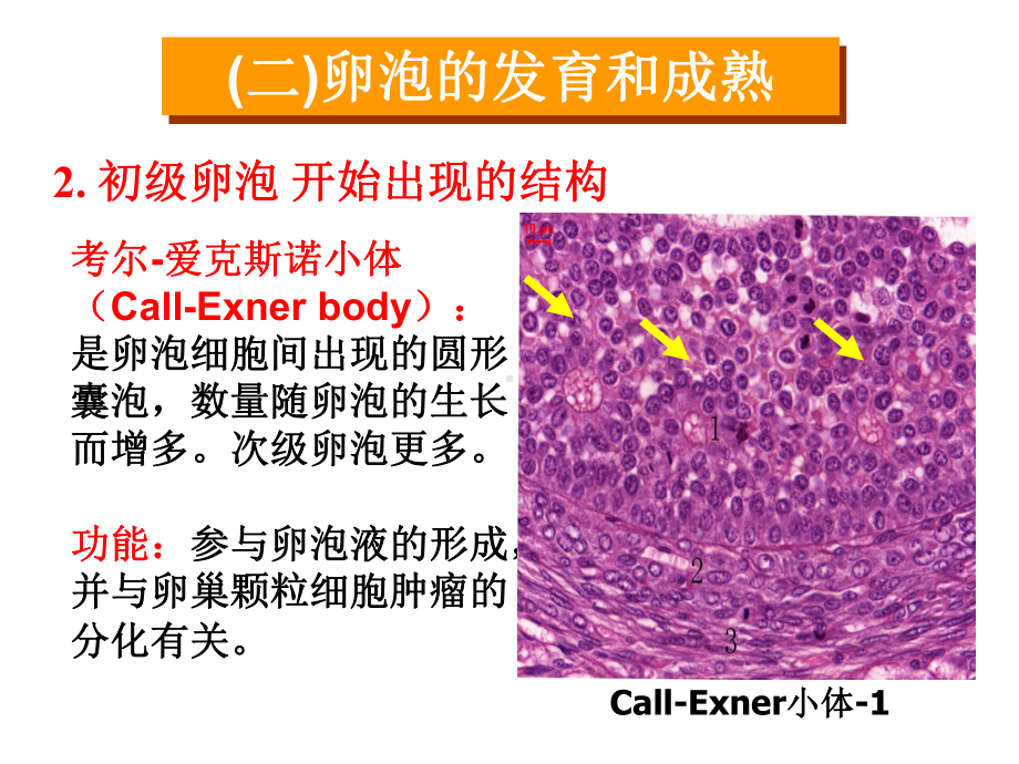 卵泡发育和卵泡成熟课件.ppt_第3页