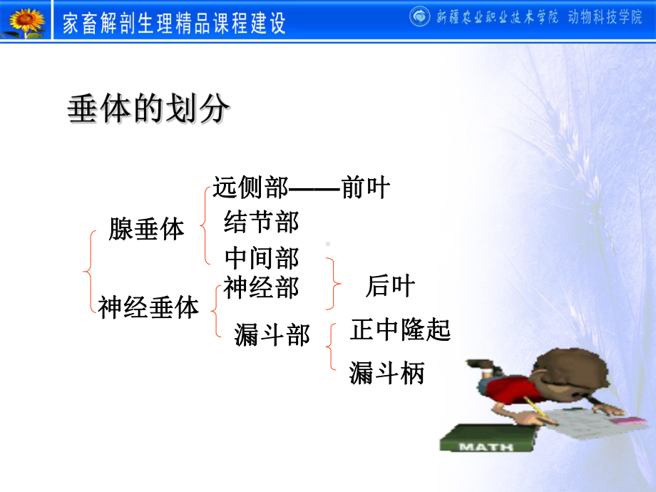 動物解剖學之_內分泌系統ppt30頁課件.ppt_第4頁