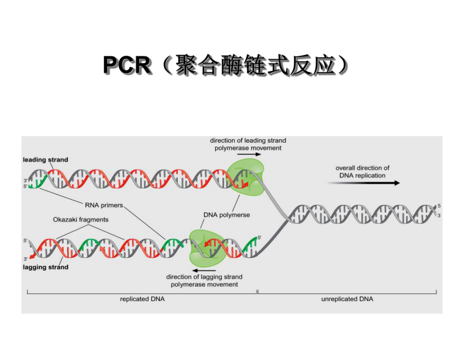 分子生物学第三章-dna的复制-基于dna复制原理的pcr技术课件.ppt_第1页