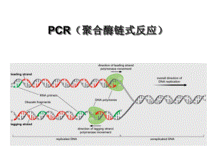 分子生物学第三章-dna的复制-基于dna复制原理的pcr技术课件.ppt