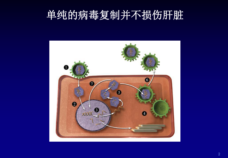 医学-干扰素治疗慢性乙肝课件.ppt_第2页