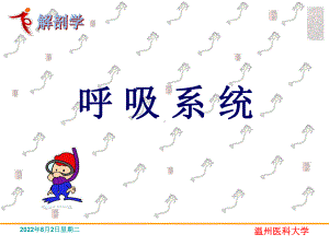 呼吸系统解剖学课件.ppt