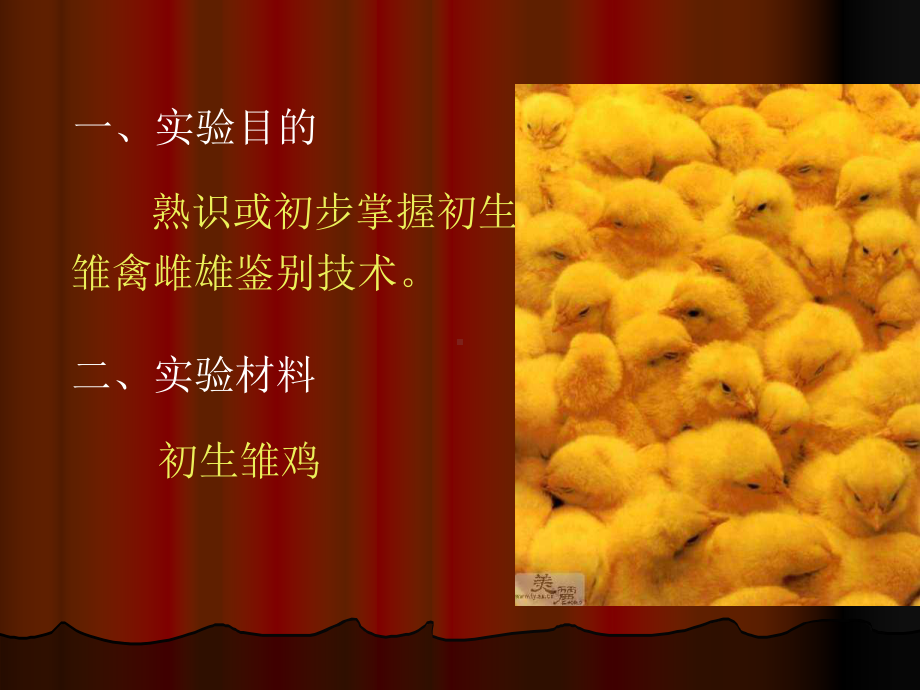 初生雏禽的性别鉴定课件.ppt_第2页