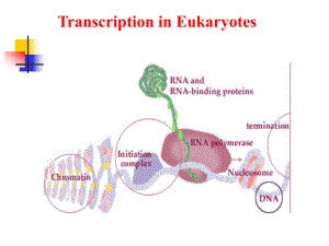 分子生物学6真核生物的转录及其调控课件.ppt