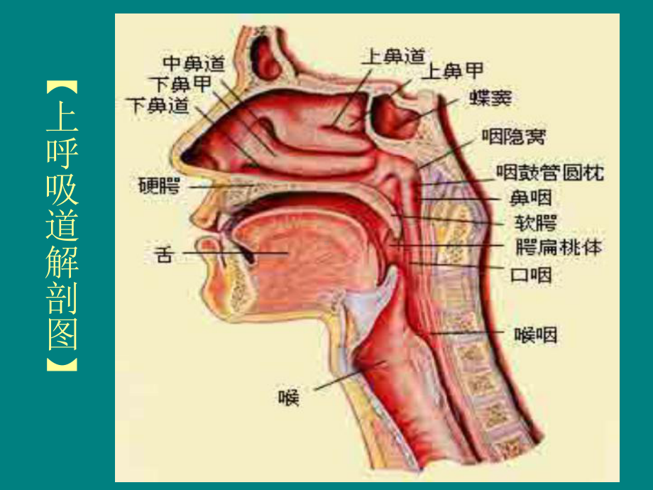 内科学-呼吸系统疾病课件.ppt_第3页