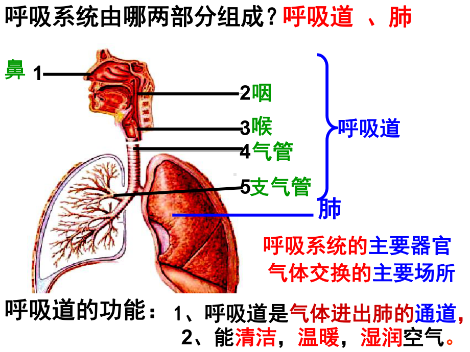 呼吸运动和肺通气课件.ppt_第1页