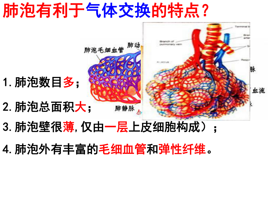 呼吸运动和肺通气课件.ppt_第2页