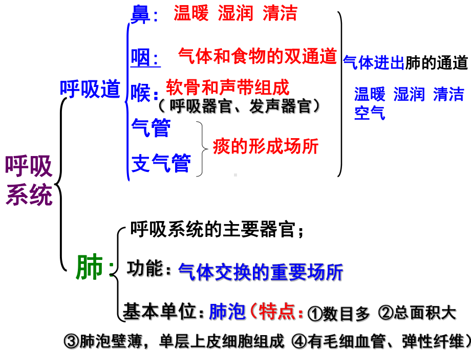 呼吸运动和肺通气课件.ppt_第3页