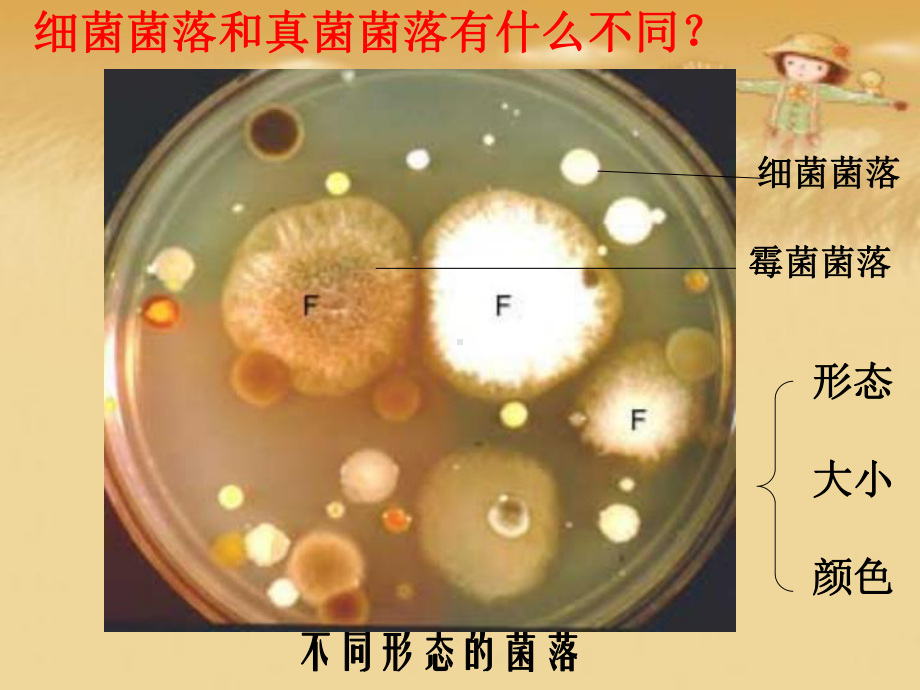 分布广泛的细菌和真菌复习全面版课件.ppt_第3页