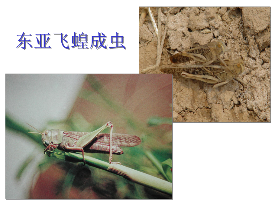 农虫鉴定-蝗虫课件.ppt_第3页