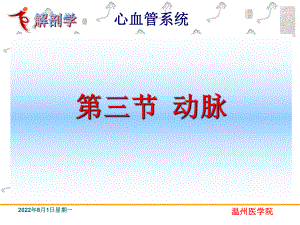 动脉系统解剖学课件.ppt