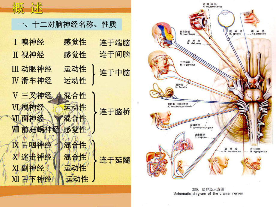 十二对脑神经全套课件.ppt_第2页