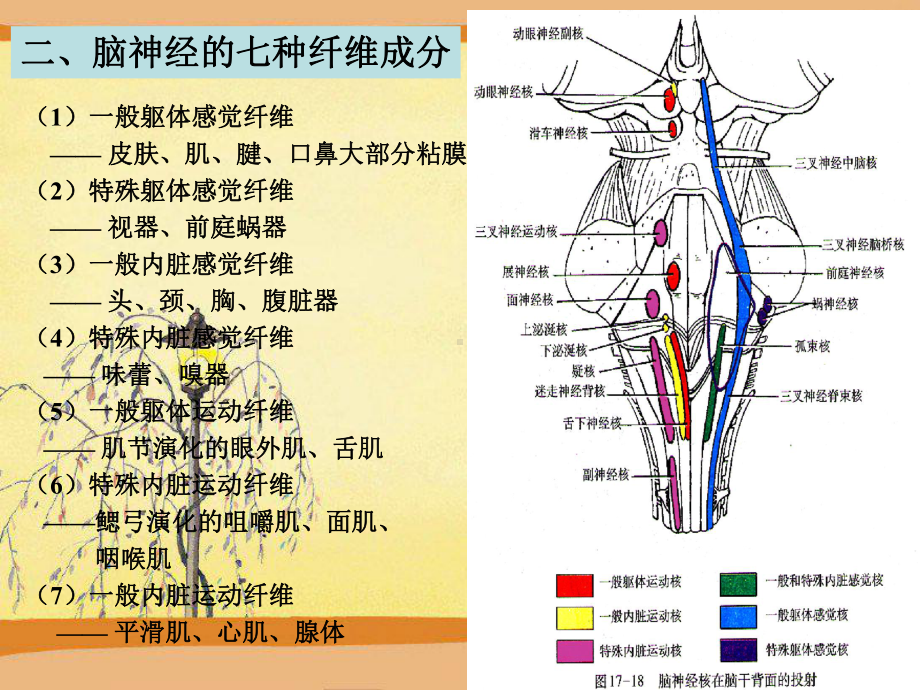 十二对脑神经全套课件.ppt_第3页