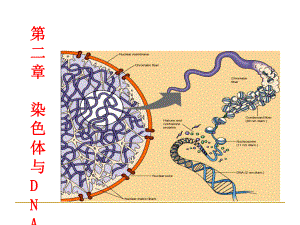 分子生物学第二章染色体及DNA课件.ppt