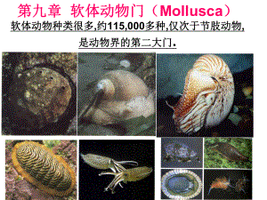 动物学-10第十章-软体动物门(Mollusca)课件.ppt