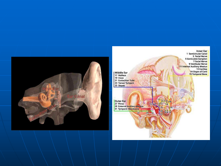听觉系统解剖生理解析课件.ppt_第2页