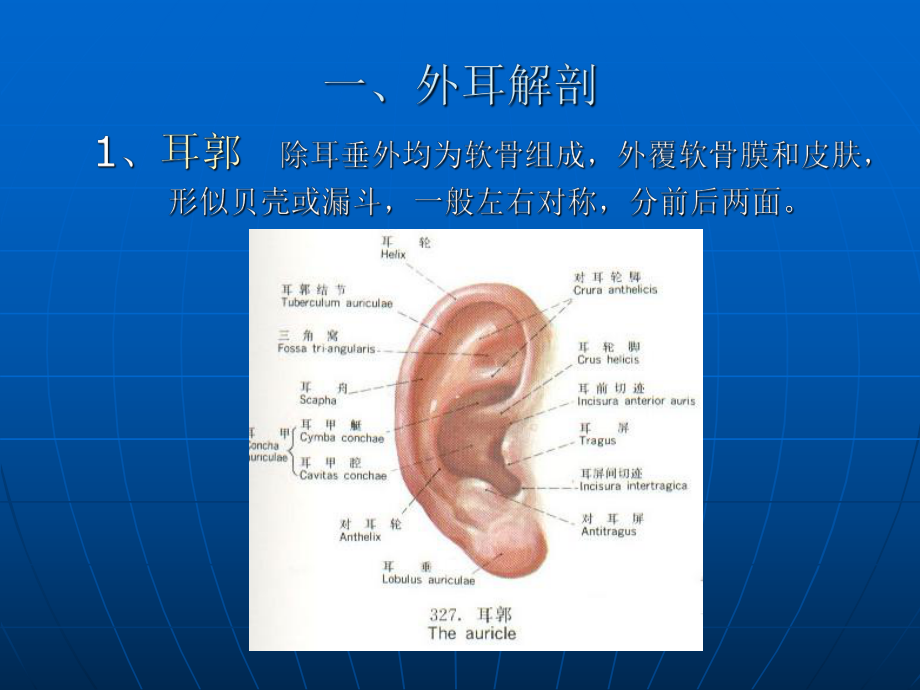 听觉系统解剖生理解析课件.ppt_第3页