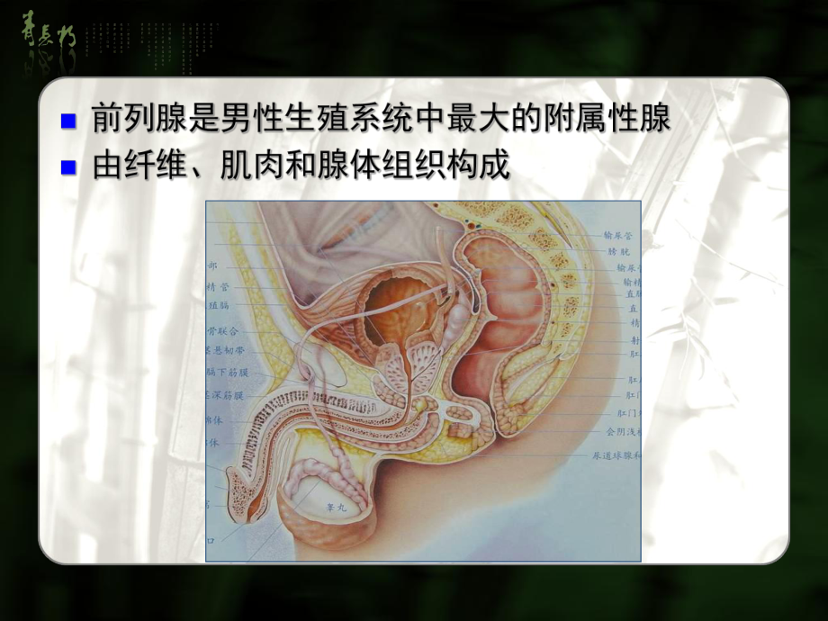 前列腺癌mri分期及鉴别诊断课件.ppt_第3页