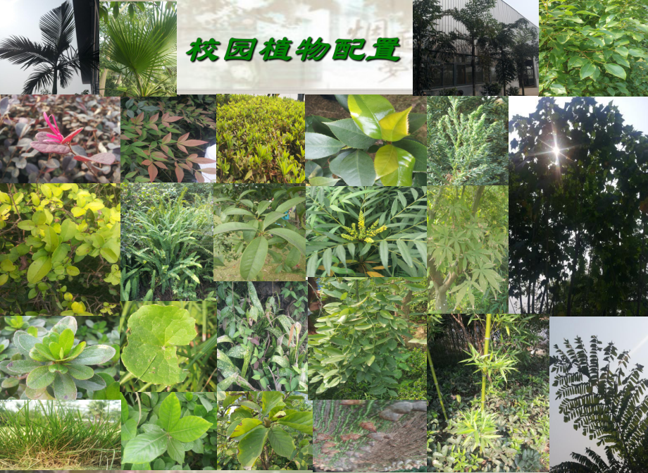 几种常见植物介绍PPT讲解课件.ppt_第1页