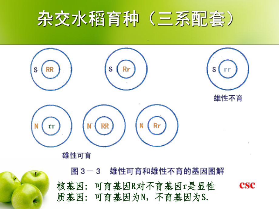 农业生产中繁殖控制技术-PPT课件.ppt_第3页