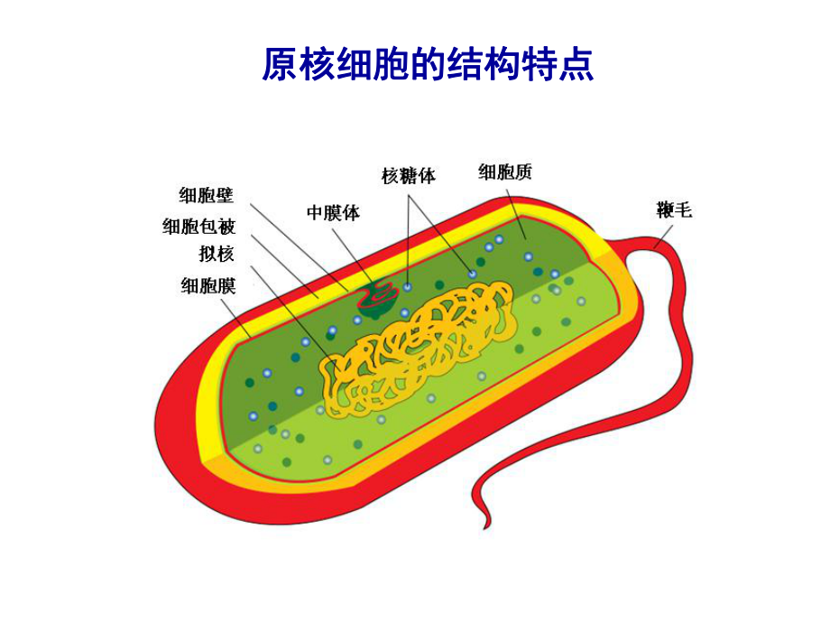 医学分子生物学-2蛋白质的修饰与降解课件.ppt_第3页