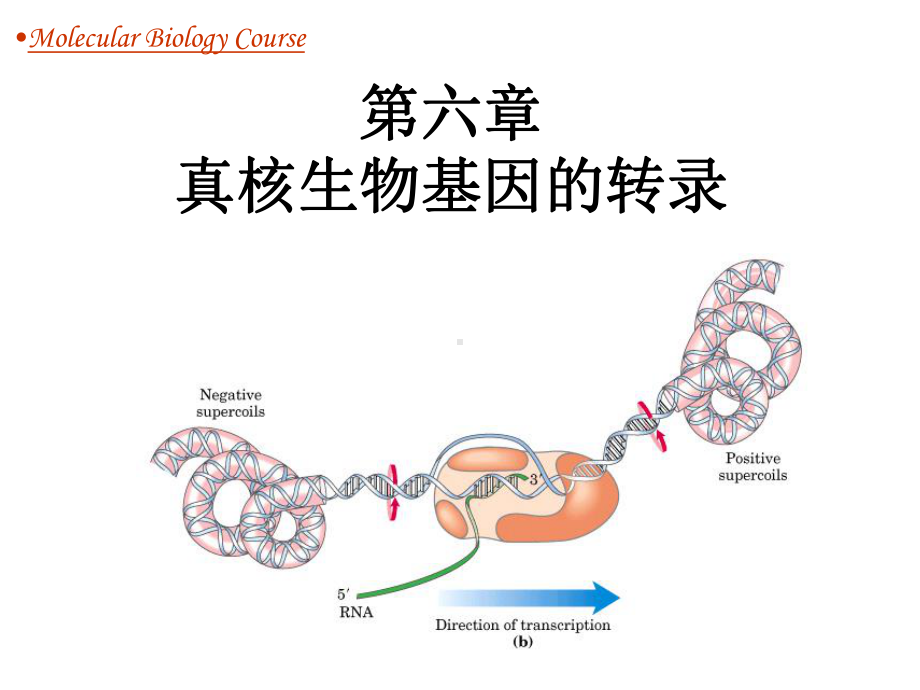 分子生物学--第6章-真核生物的转录分解课件.ppt_第1页