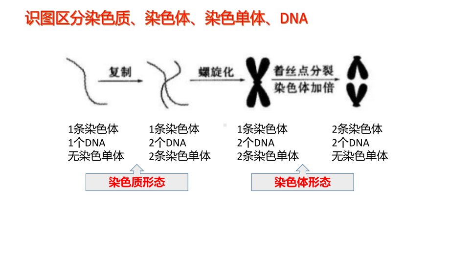 减数分裂与有丝分裂图像辨析(共28张PPT)课件.pptx_第2页