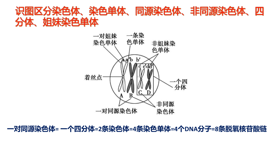 减数分裂与有丝分裂图像辨析(共28张PPT)课件.pptx_第3页