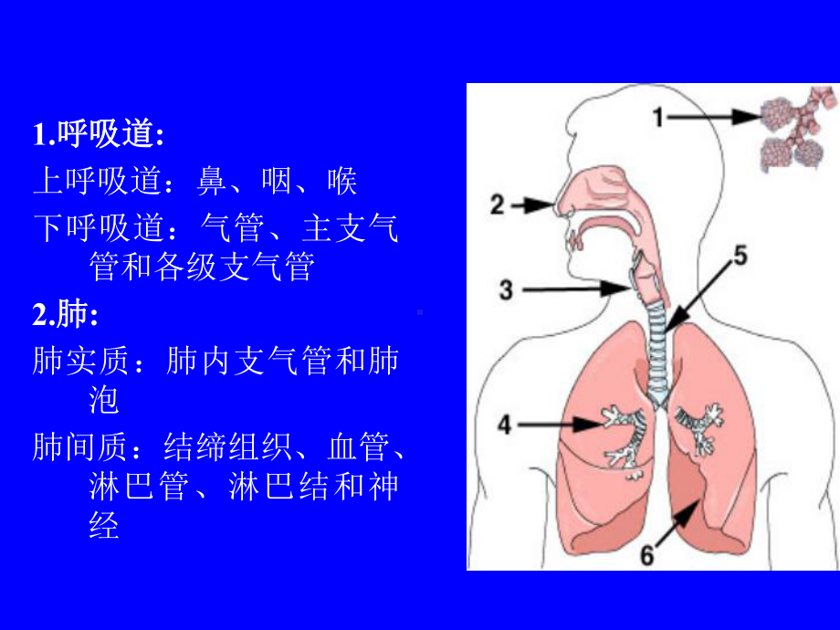 呼吸系统系统解剖学课件.ppt_第2页