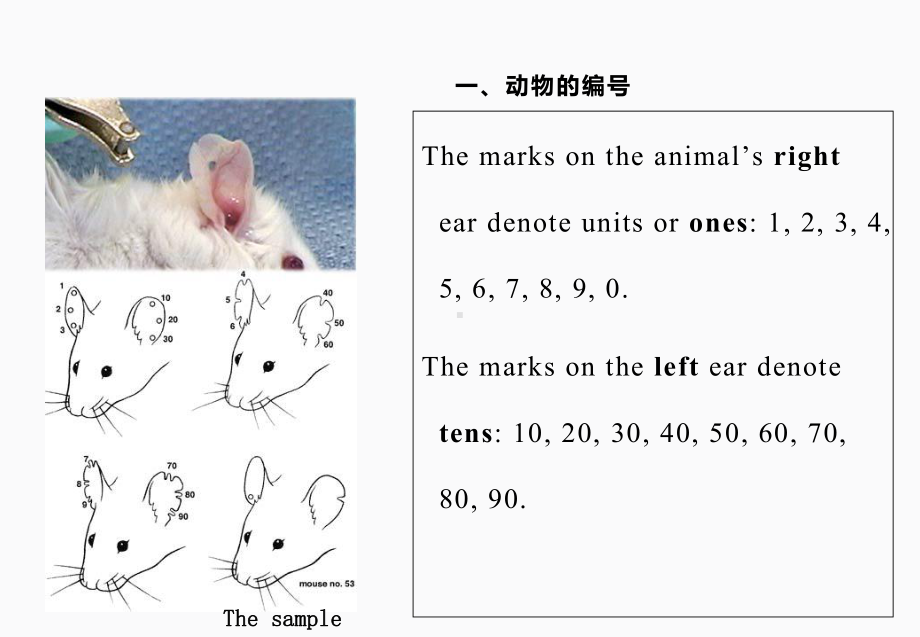 动物实验技术-动物实验的基本操作课件.ppt_第3页