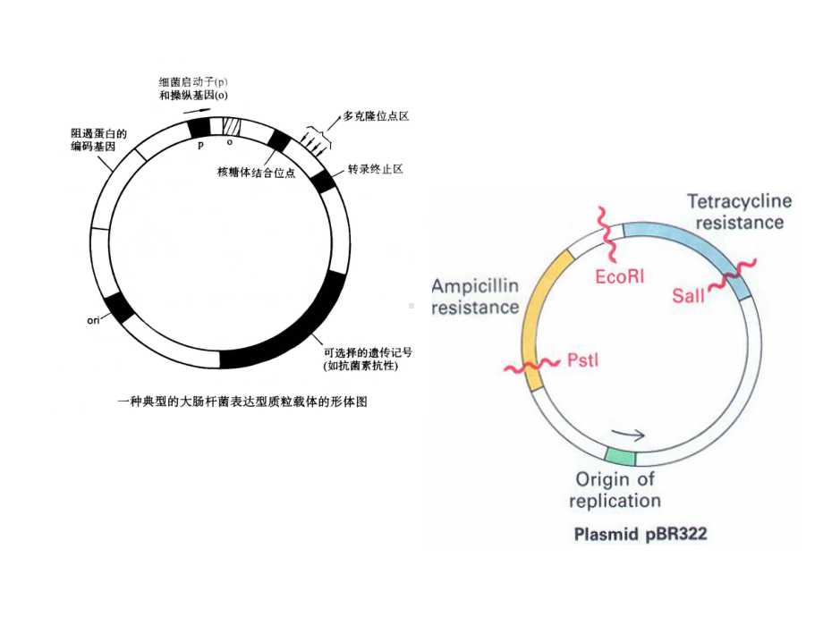 基因工程专题(同名74)课件.ppt_第3页