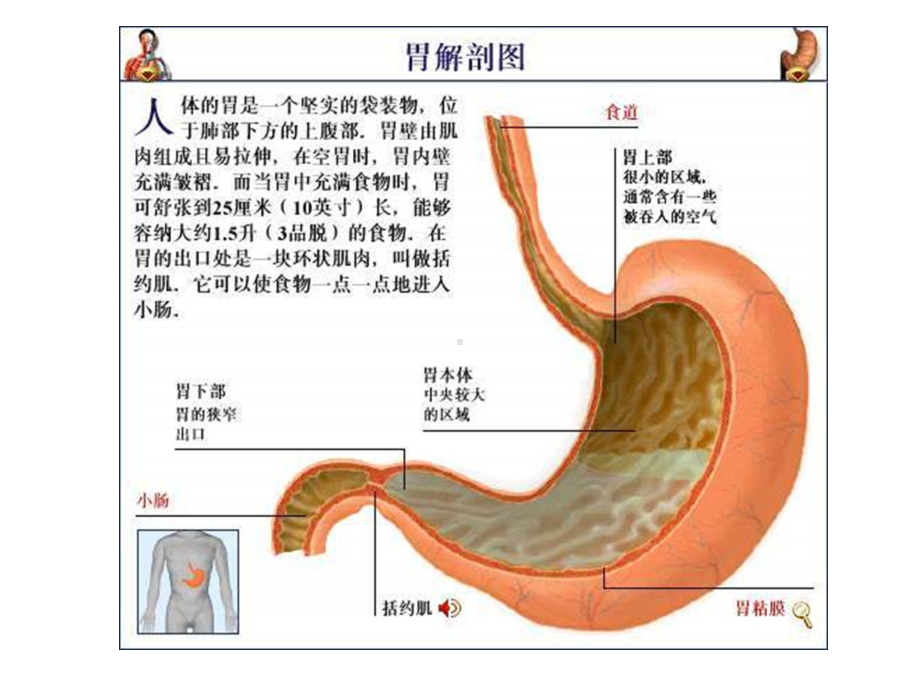 床旁超声胃内容物监测课件.ppt_第2页