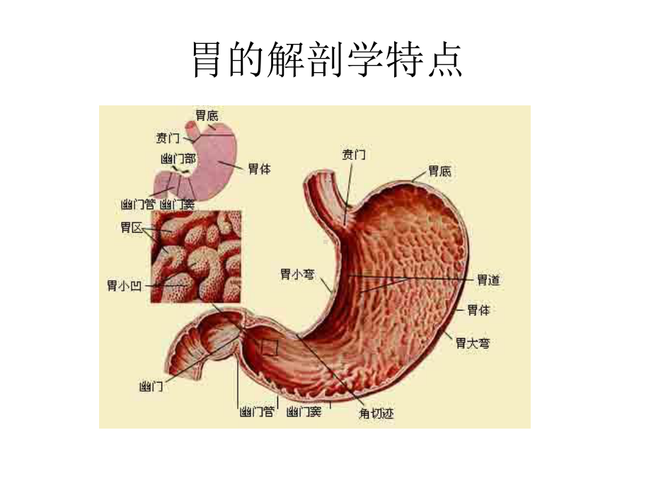 床旁超声胃内容物监测课件.ppt_第3页