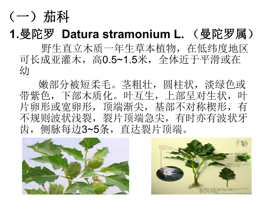 常见野草100种(4)--文本课件.ppt_第2页