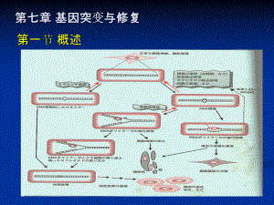 基因突变与修复课件.ppt