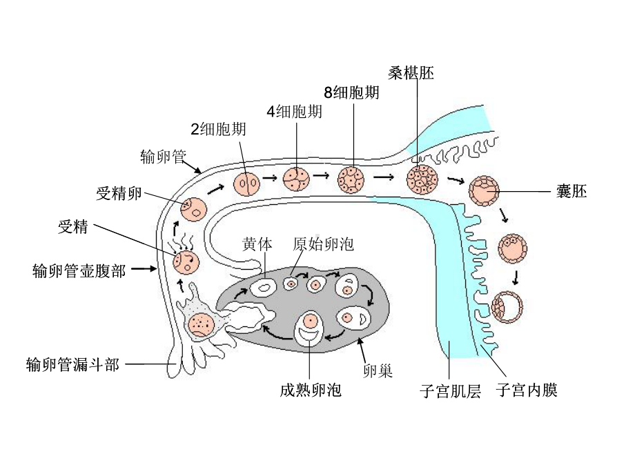 奇妙的面部发育课件.ppt_第2页