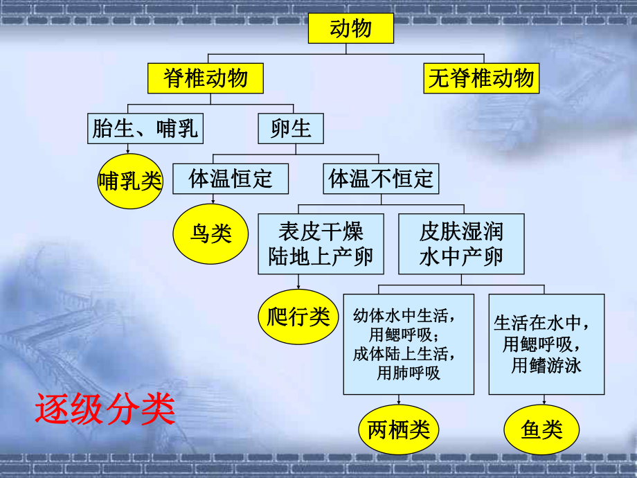 常见的动物8(浙教版)课件.ppt_第3页