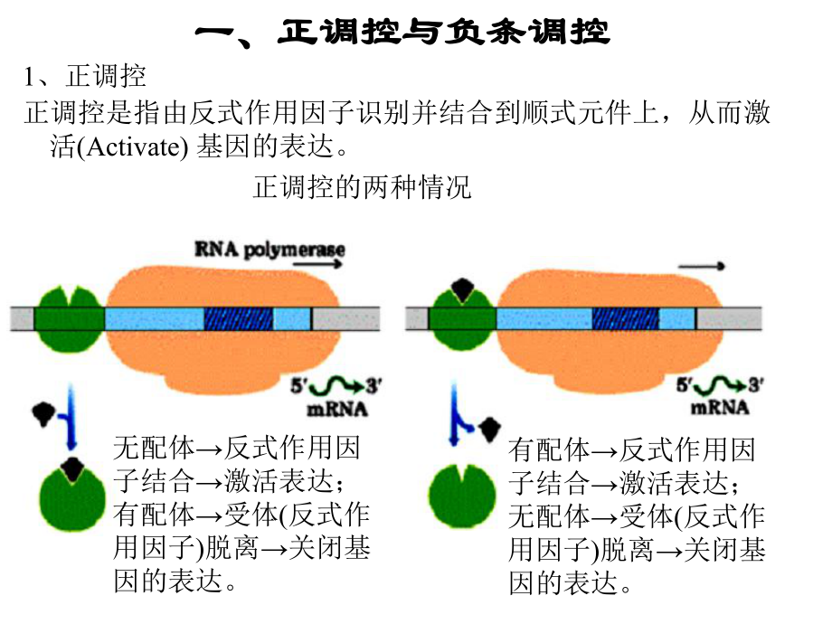 基因表达调控与分化发育[精彩课件.ppt_第3页