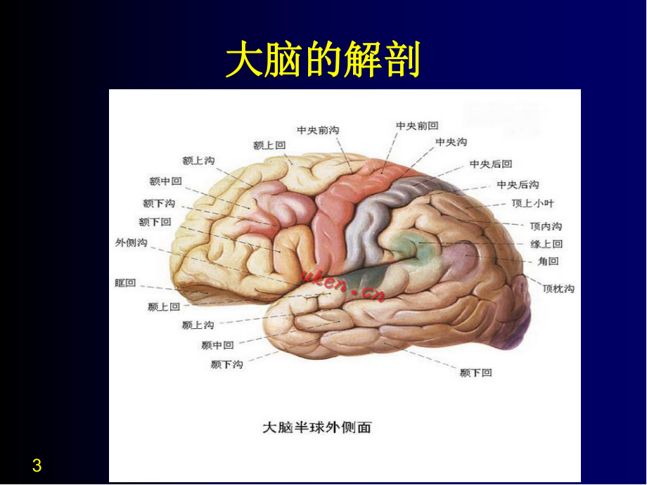 常见脑血管病的诊断和治疗PPT课件.ppt_第3页