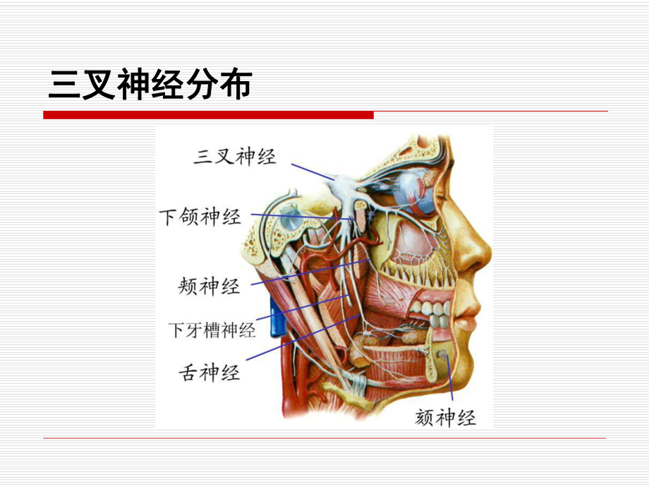 射频治疗三叉神经痛(医学PPT课件).ppt_第3页