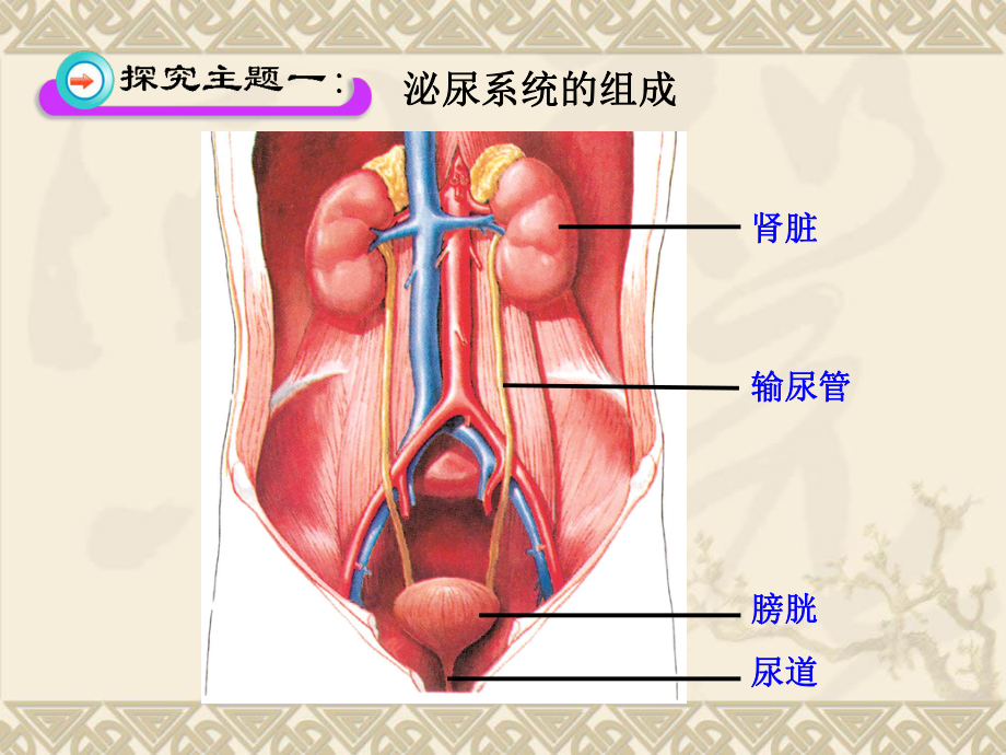 尿的形成与排出(第一课时)课件.ppt_第3页