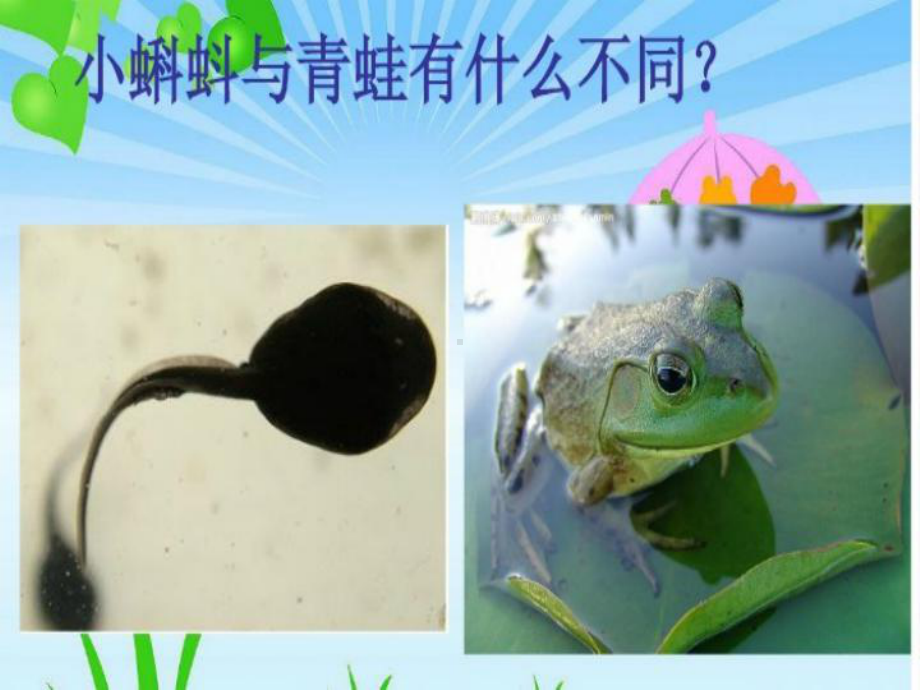 它是谁的宝宝课件.ppt_第3页