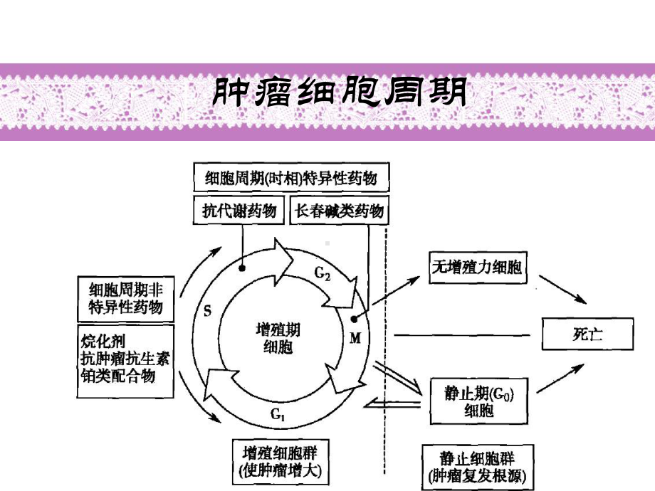 常见化疗药物顺序-精选课件.pptx_第1页